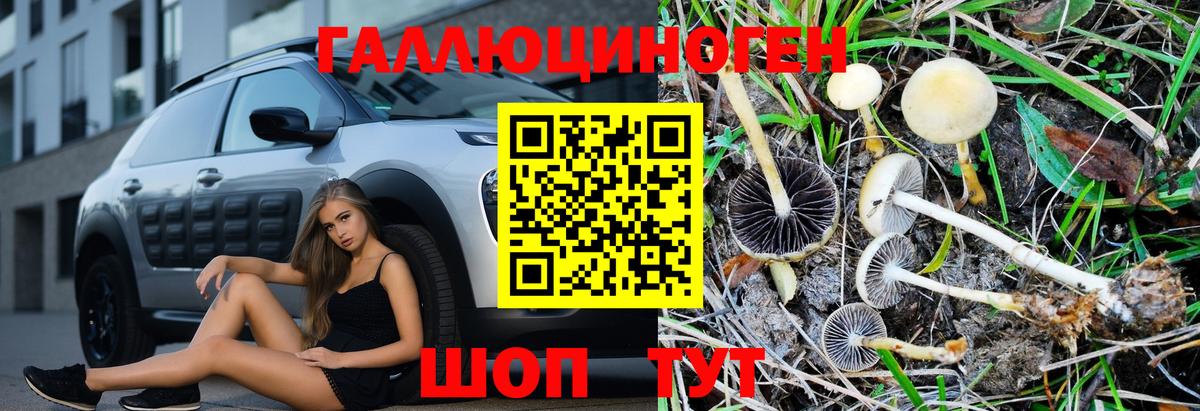 Псилоцибиновые грибы Psilocybine cubensis Партизанск